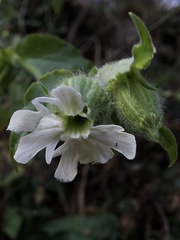 Silene latifolia alba