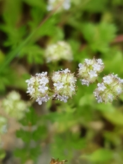Valerianella discoidea