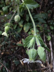 Silene latifolia alba