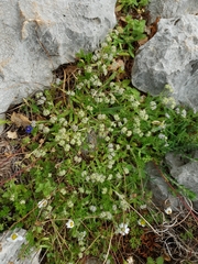 Valerianella discoidea