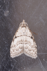 Nola thyrophora