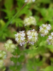 Valerianella discoidea