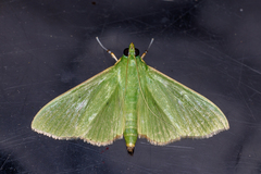 Parotis punctiferalis