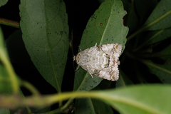 Blenina quinaria