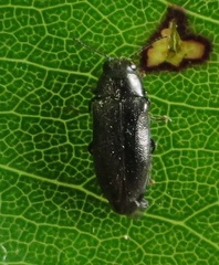 Maoraxia eremita