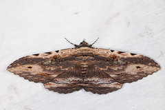 Anisoneura aluco