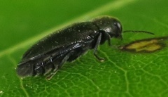 Maoraxia eremita