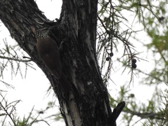 Lepidocolaptes leucogaster