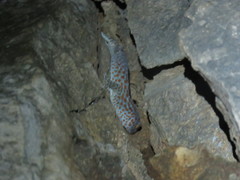 Gekko gecko