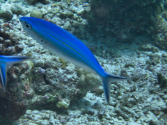 Caesio caerulaurea