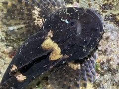 Clinocottus recalvus