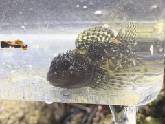 Clinocottus recalvus