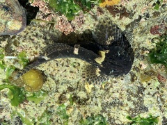Clinocottus recalvus