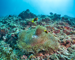 Amphiprion nigripes
