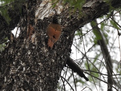 Lepidocolaptes leucogaster