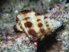 Gyrineum wilmerianum