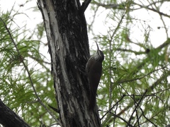 Lepidocolaptes leucogaster