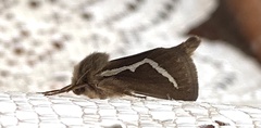 Eudalaca cretata