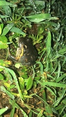 Limnodynastes dumerilii dumerilii