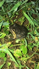 Limnodynastes dumerilii dumerilii
