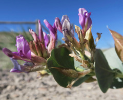 Astragalus asclepiadoides
