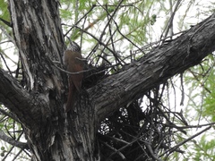 Lepidocolaptes leucogaster