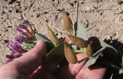 Astragalus asclepiadoides