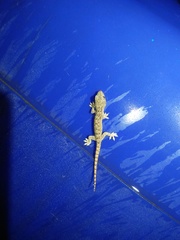 Hemidactylus frenatus