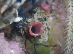 Cnemidocarpa nisiotis