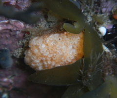 Aplidium benhami