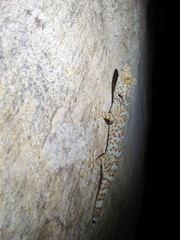 Gekko gecko