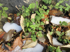 Rubus pungens oldhamii