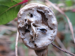 Lasioptera achyranthii