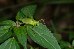 Leptophyes laticauda