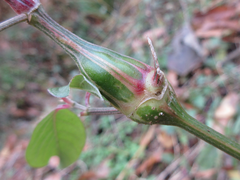 Lasioptera achyranthii