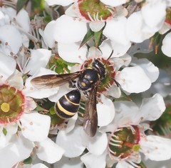 Lasioglossum peraustrale