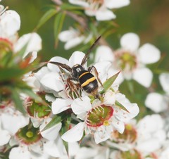Lasioglossum peraustrale