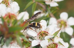 Lasioglossum peraustrale