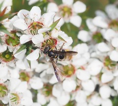 Lasioglossum peraustrale