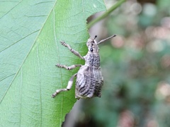 Episomus chinensis