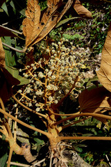 Oreopanax cuspidatus