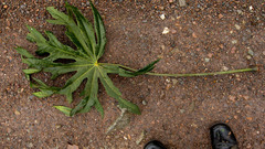 Oreopanax cuspidatus