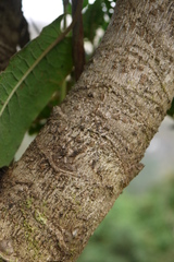 Oreopanax cuspidatus