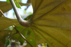 Oreopanax cuspidatus