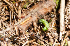 Pristiphora abietina