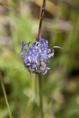 Phyteuma hemisphaericum