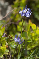 Phyteuma hemisphaericum