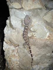 Gekko gecko