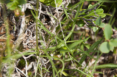 Phyteuma hemisphaericum