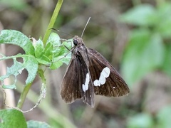 Notocrypta curvifascia